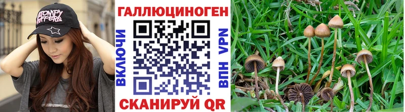 kraken ссылки darknet клад Галлюциногенные грибы Psilocybe Переславль-Залесский